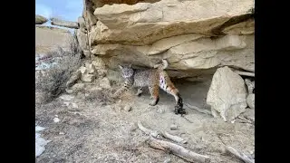 Western Bobcat Trapping (Coyote, Fox, Bobcat, Ringtail)