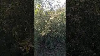 бог андижон боглари, олма бог, шафтоли бог