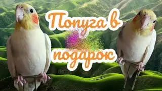 Пришелец.Попугай корелла🦜Знакомство.
