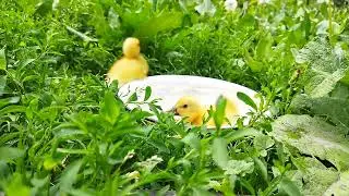 FUNNY DUCKS😁СМЕШНЫЕ утята КУПАЮТСЯ