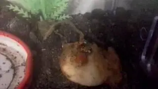 Спаривание
