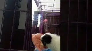 Bermain bersama anjing kecil usia 2 bulan.. gemesin.. 😍