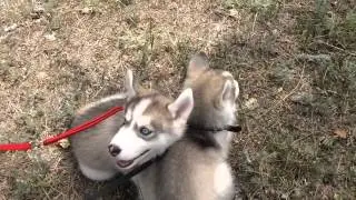 Хаски Вегас и Веста!