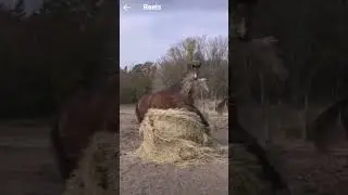 сено это не только вкусно, но и мягко