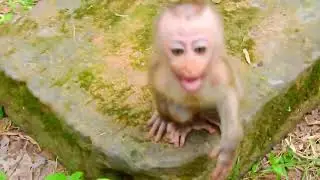 So lovely, tiny baby monkey Jenifer playing mom Julie and other monkeys