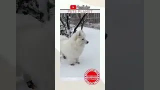 Samoyed Playing In The Snow - Pet Samoyed Video As White As Snow - Samoyed Having Fun Video