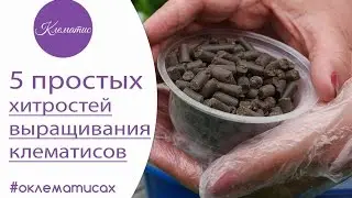 🌺 5 простых хитростей при выращивании клематисов от Нины Петруши и канала клематис ТV