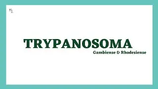 Trypanosoma brucei gambiense & rhodesiense | African Sleeping Sickness | Life cycle | MEDZUKHRUF