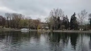 Москва. Большой Голицынский пруд и его обитатели. Парк Горького. Ноябрь 2022 года.