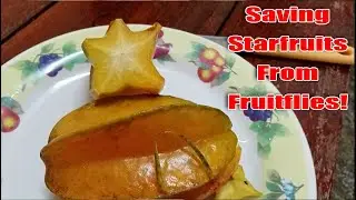 How to Solve Fruit fly issue? | Saving Starfruit from Fruit Fly | Fruit Netting