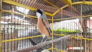 Pancingan cendet gacor