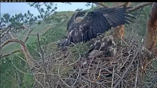 28/4/24 ☀️🦅 Morning Changeover: Altyn Arrives ☀️🦅 Утренняя пересменка: Алтын прилетает