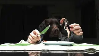 Having a dinner with my dog Roshy