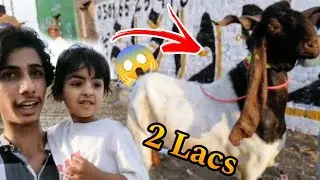 Qurbani Ka Janwar Lene Gaye 🥳 Mandi ke itne HiFi Rate😱Kia janwar liya