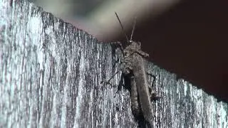 イボバッタ飛んできた