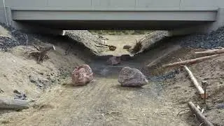 Wildlife Crossing 2024