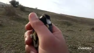 Ловля певчих птиц на западок ч2