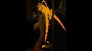 Yellow Lizard boogie