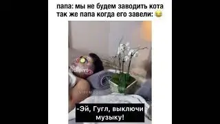 когда завели кота