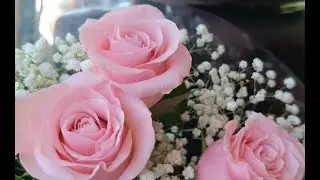 Видео в наш семейный архив . Забрали Лизу с малышом домой