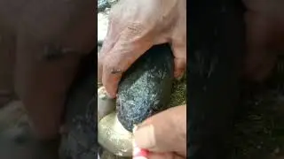 Panen ikan
