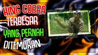 Ular King Cobra Terbesar Yang Pernah Ditemukan Di Dunia