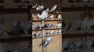 Бойные Голуби Константина 89298223260