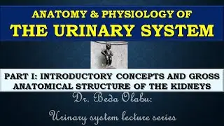 THE URINARY SYSTEM PART I - GROSS ANATOMICAL STRUCTURE AND FUNCTIONS OF THE KIDNEYS