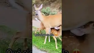 #animalshorts