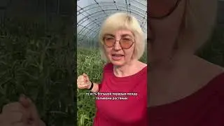 Как остановить жирование томатов 