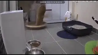 котик