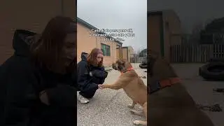 Comentad mucho para ayudar💔