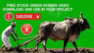 Ox Ploughing Green Screen | Traditional Farming Stock Video