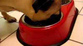 Marcus The Pug Eats