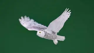 Snow Owl – Free Green Screen VFX Loop Animation