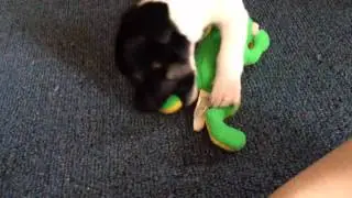 Chomper and his froggy