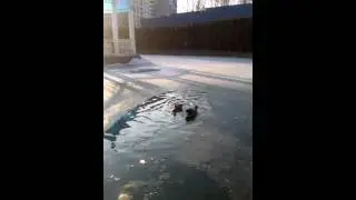 Двойное купание.