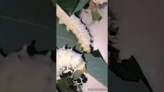 Silkworms compete to eat leaves 🥰🐛🐛 | Tropical Forest Bees