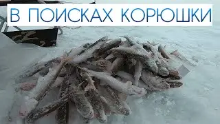 В поисках корюшки \ Рыбалка февраль 2021