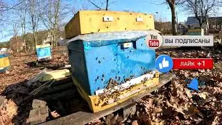Матка трутовка ранней весной. Матка трутовка как исправить 
