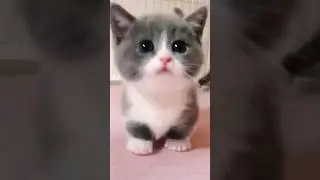 GATINHO TÁ COM FOME!!! 