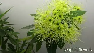 Ксантостемон золотистый (Xanthostemon Chrysanthus) из коллекции Голубевой Татьяны на 12.08.2024