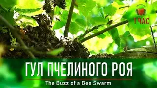 The Buzz of a Bee Swarm