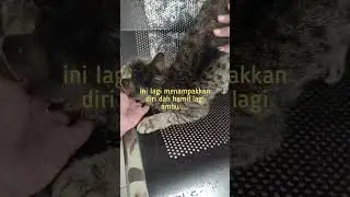 Kembalinya ambu dan perjumpaan ama ibuk sevi setelah lama gak nampak .Ya Allah hamil lagi ambu .