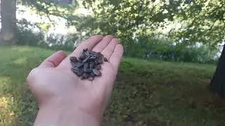 Поползень