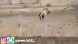 Арыстанның жанын алған не?