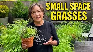6 Reasons I Can't Stop Growing Ornamental Grasses in My Small Garden
