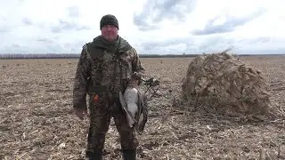 Закрытие гусиной охоты 2023. Один на кукурузном поле.Closing goose hunting. Alone in the cornfield.