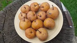 Сколько хранятся азиатские груши. Груша сорт Хосуи (pear Hosui)