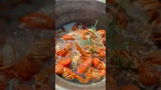 Пиво ,раки #раки #рыбалкакак варить раков к пиву